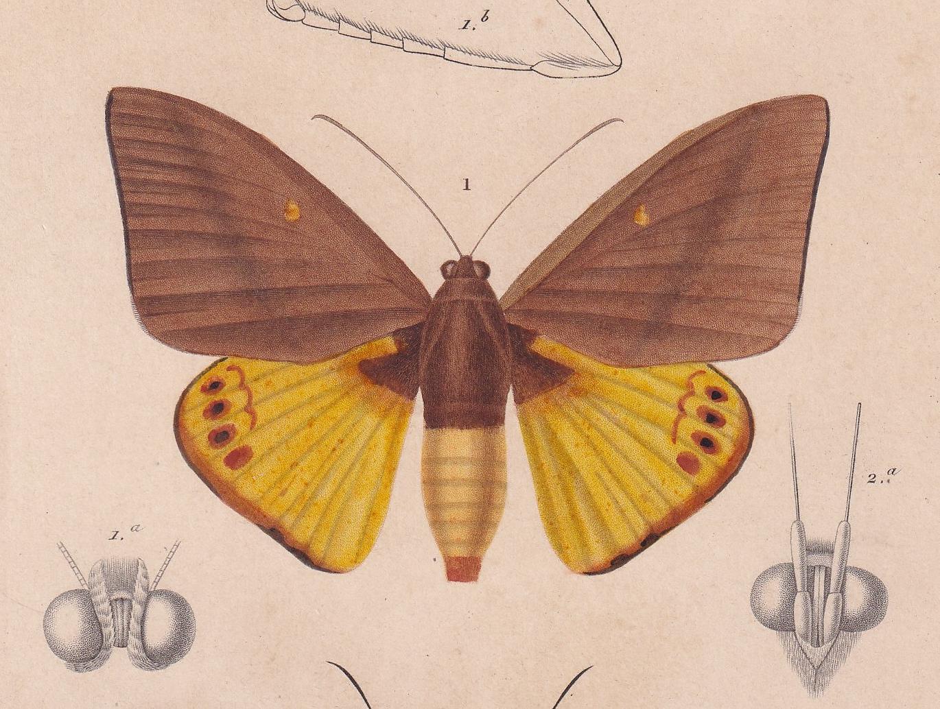 1861 MOTHS Print - Hand-Coloured Antique - Orbigny - Animal Wall Art Gift Decor - 19th Century - 5.75 x 9.75 Inches