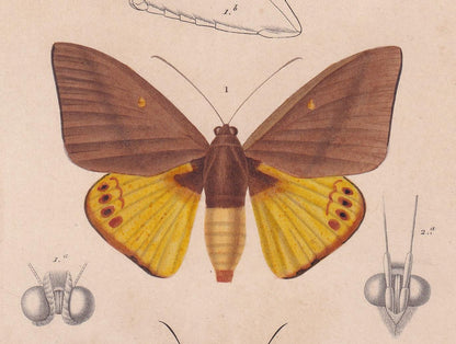1861 MOTHS Print - Hand-Coloured Antique - Orbigny - Animal Wall Art Gift Decor - 19th Century - 5.75 x 9.75 Inches