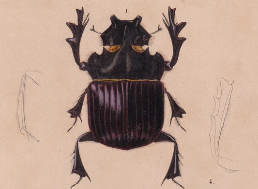 1861 DUNG BEETLES Print - Hand-Coloured Antique - Orbigny - Animal Wall Art Gift Decor - 19th Century - 5.75 x 9.75 Inches