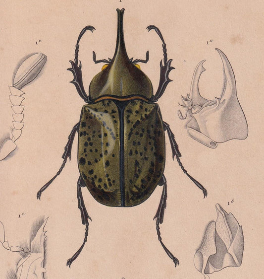 1861 EASTERN HERCULES BEETLE & Jewel Scarab Print - Hand-Coloured Antique - Orbigny - Animal Wall Art Gift Decor - 5.75 x 9.7