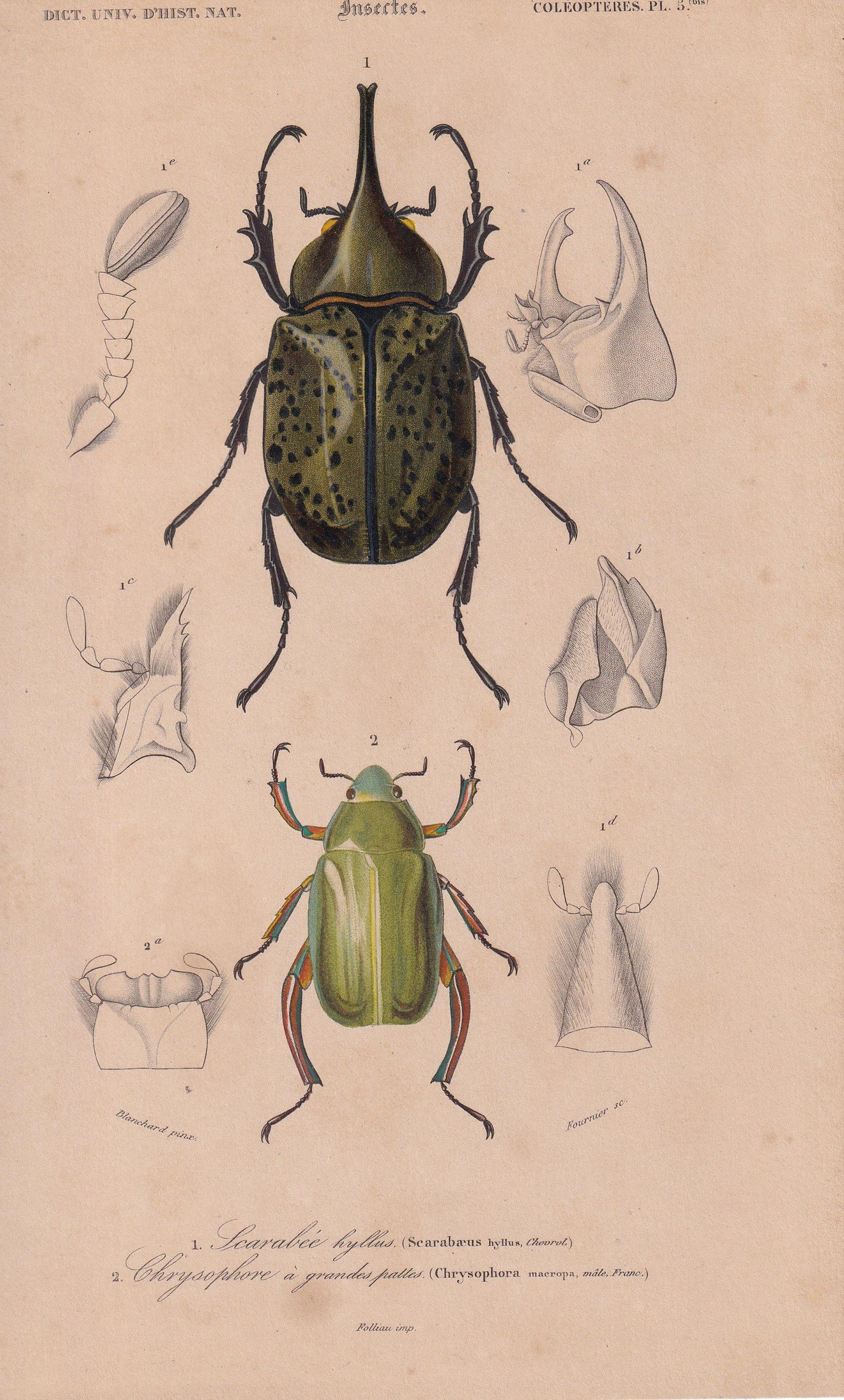 1861 EASTERN HERCULES BEETLE & Jewel Scarab Print - Hand-Coloured Antique - Orbigny - Animal Wall Art Gift Decor - 5.75 x 9.7