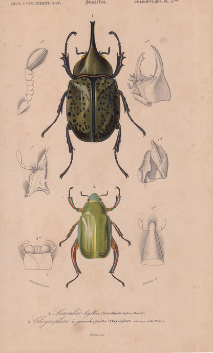 1861 EASTERN HERCULES BEETLE & Jewel Scarab Print - Hand-Coloured Antique - Orbigny - Animal Wall Art Gift Decor - 5.75 x 9.7
