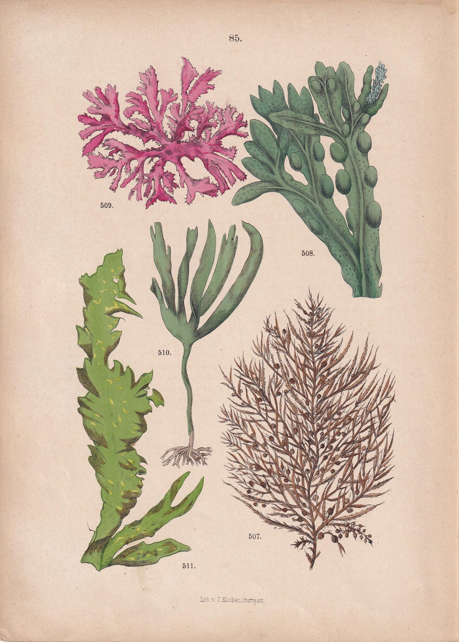 1884 SEAWEED Print - Hand-Coloured Antique - Botanical Plant Wall Art Gift Decor - 19th Century - 8 x 11.25 Inches