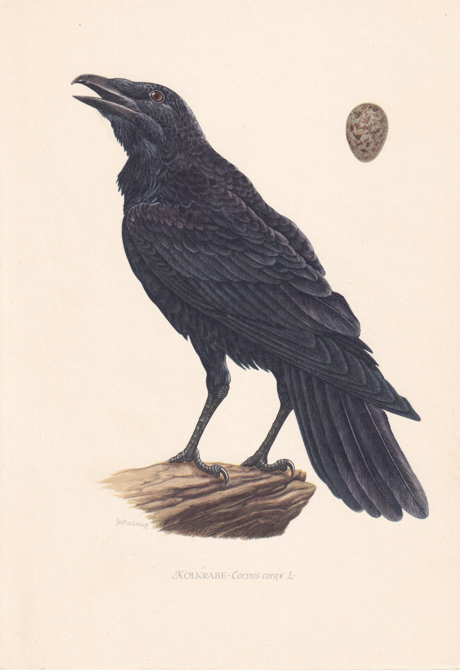 1954 RAVEN Bird Print - Original Vintage Bird Print - Wall Art - Bird Decor - 9.4 x 6.2 Inches