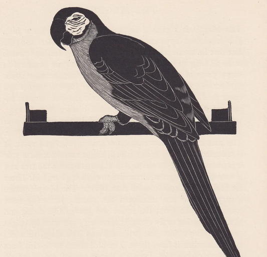 1929 MACAW PARROT BIRD Print Wood Engraving - Bird Wall Art - Bird Wood Engraving - Antique Animal Print - 95 Years Old - 7.15 x 7.75 Inches