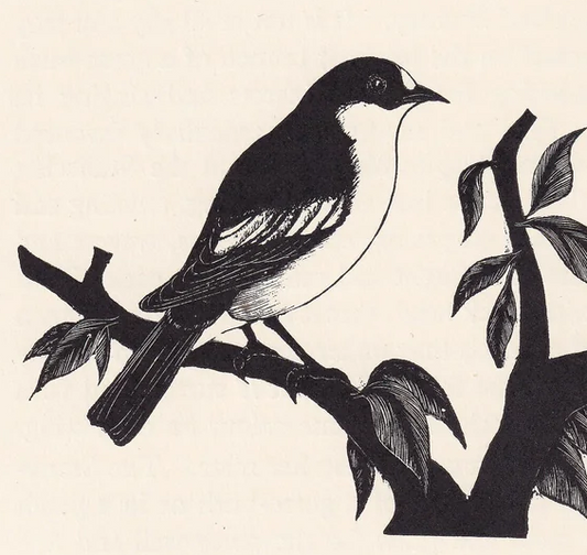 1929 PIED FLYCATCHER Print Wood Engraving - Bird Wall Art - Animal Wood Engraving - Antique Animal Print - 95 Years Old - 7.25 x 8 Inches
