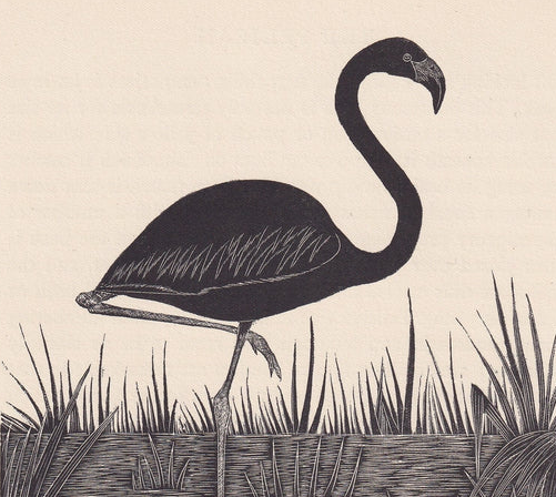 1929 FLAMINGO BIRD Print Wood Engraving - Bird Wall Art - Bird Wood Engraving - Antique Animal Print - 95 Years Old - 7.15 x 7.75 Inches