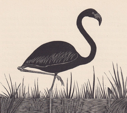 1929 FLAMINGO BIRD Print Wood Engraving - Bird Wall Art - Bird Wood Engraving - Antique Animal Print - 95 Years Old - 7.15 x 7.75 Inches