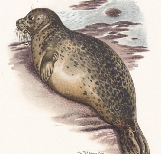 1960 HARBOR SEAL Print - Vintage Animal Wall Art - 7.5 x 10.6 Inches