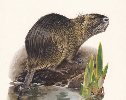1960 NUTRIA aka COYPU Print - Vintage Animal Wall Art - 7.5 x 10.6 Inches