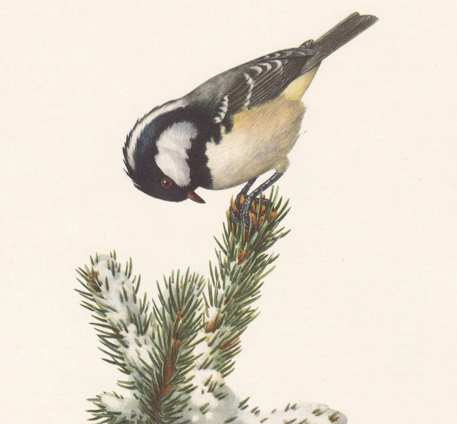 1960 COAL TIT Bird Print - Vintage Bird Print - Bird Illustration - Bird Wall Art - Bird Decor - 7.5 x 10.6 Inches