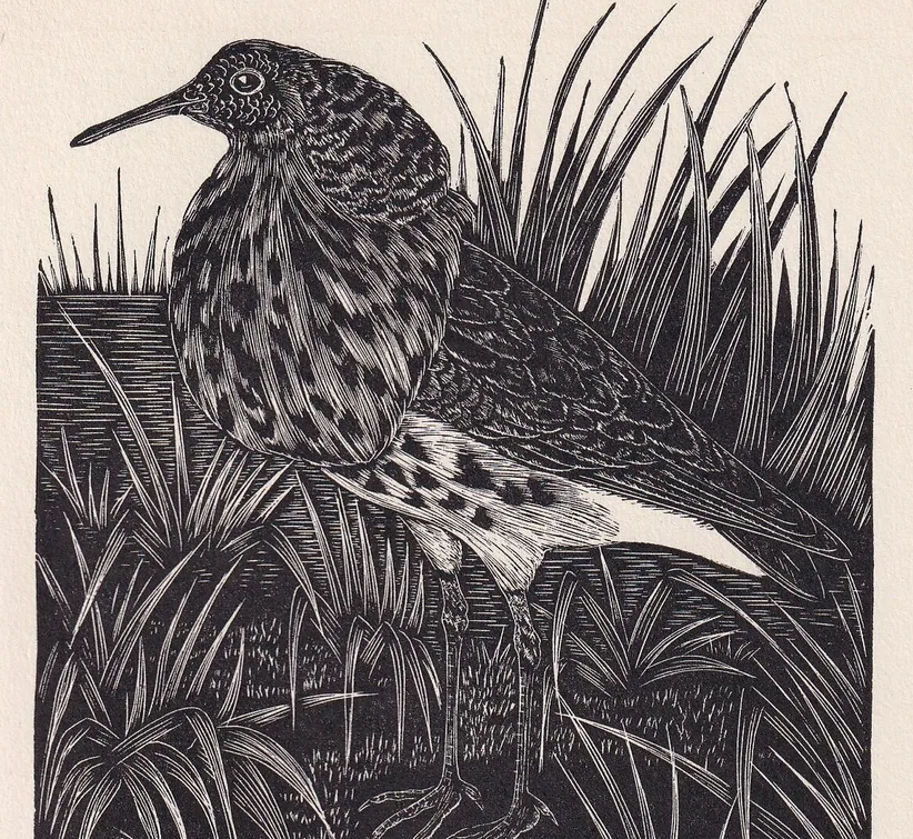 1930 RUFF BIRD Print Wood Engraving - Bird Wall Art - Bird Engraving - Antique Bird Print - 94 Years Old - 5.25 x 7.75 Inches