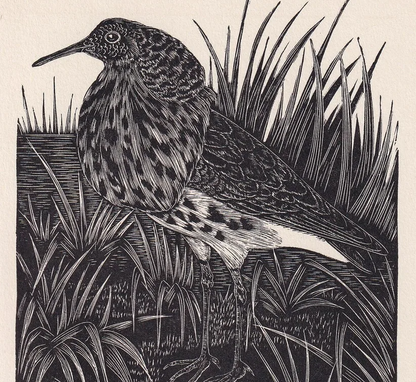 1930 RUFF BIRD Print Wood Engraving - Bird Wall Art - Bird Engraving - Antique Bird Print - 94 Years Old - 5.25 x 7.75 Inches