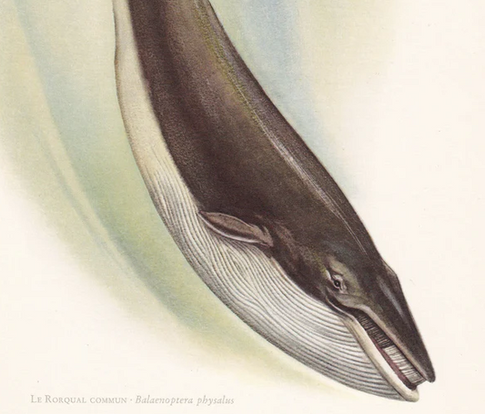 1960 FIN WHALE Print - Vintage Animal Wall Art - 7.5 x 10.6 Inches