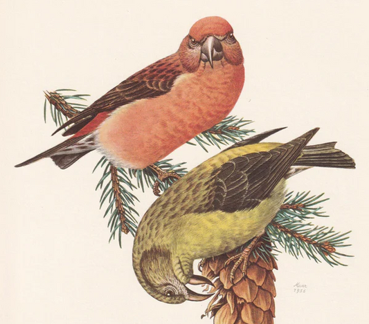 1960 RED CROSSBILL Bird Print - Vintage Bird Print - Bird Illustration - Bird Wall Art - Bird Decor - 7.5 x 10.6 Inches