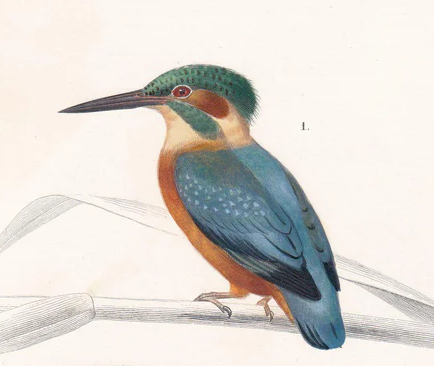 1861 KINGFISHER & FLICKER WOODPECKER Print - Hand-Coloured Antique Print - Orbigny - Bird Wall Art - Animal Gift Decor - 5.75 x 9.75 Inches