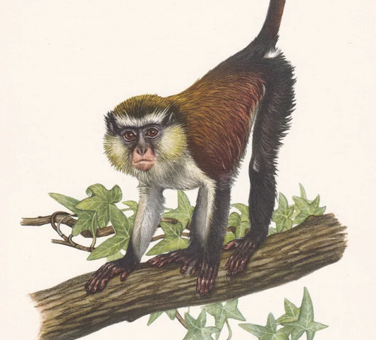 1960 MONA MONKEY Print - Vintage Animal Wall Art - Apes & Monkeys Print - 7.5 x 10.6 Inches