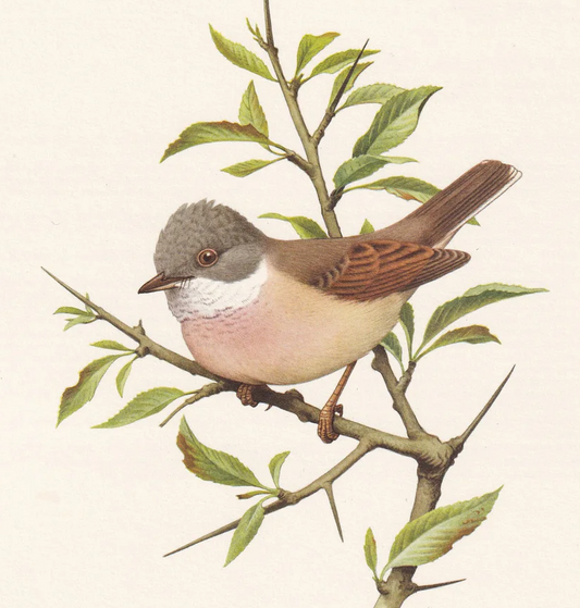 1960 COMMON WHITETHROAT Bird Print - Vintage Bird Print - Bird Illustration - Bird Wall Art - Bird Decor - 7.5 x 10.6 Inches