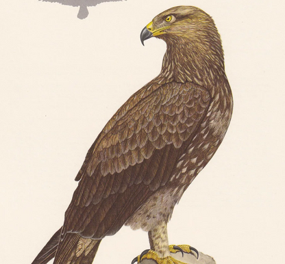 1960 LESSER SPOTTED EAGLE Bird Print - Vintage Bird Print - Bird Illustration - Bird Wall Art - Bird Decor - 7.5 x 10.6 Inches