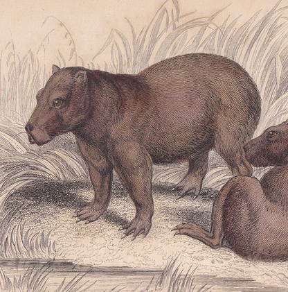 1843 CAPYBARA Print - Antique Hand-Coloured Wall Art - 4.15 x 6.7 Inches