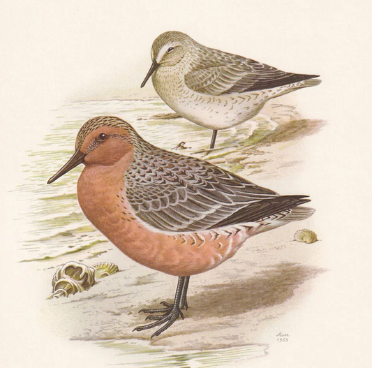 1960 RED KNOT Bird Print - Vintage Bird Print - Bird Illustration - Bird Wall Art - Bird Decor - 7.5 x 10.6 Inches