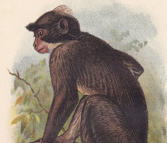 1896 COLLARED MANGABEY Print - Monkeys and Apes Print - Monkey Wall Art - Original Antique Print - 127 Years Old - 7 x 4.75 Inches