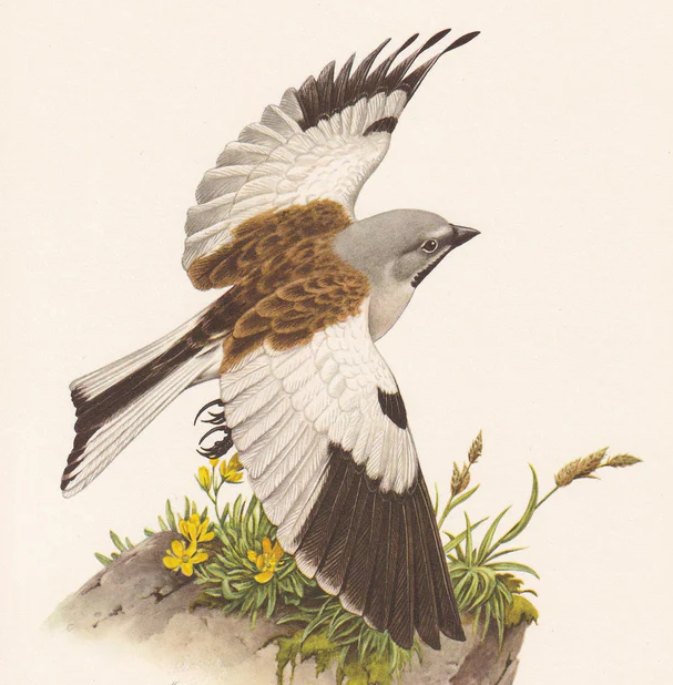 1960 WHITE-WINGED SNOWFINCH Print - Vintage Bird Print - Bird Illustration - Bird Wall Art - Bird Decor - 7.5 x 10.6 Inches