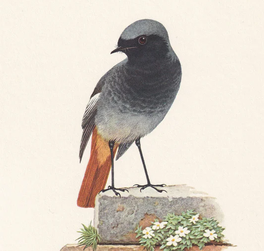 1960 BLACK REDSTART Bird Print - Vintage Bird Print - Bird Illustration - Bird Wall Art - Bird Decor - 7.5 x 10.6 Inches