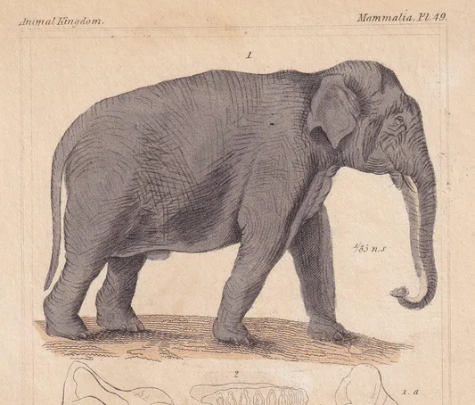 1834 ELEPHANT & INDIAN RHINO Print - Hand-Coloured Antique Print - Cuvier - Animal Wall Art - Animal Gift Decor - 5.3 x 8.2 Inches
