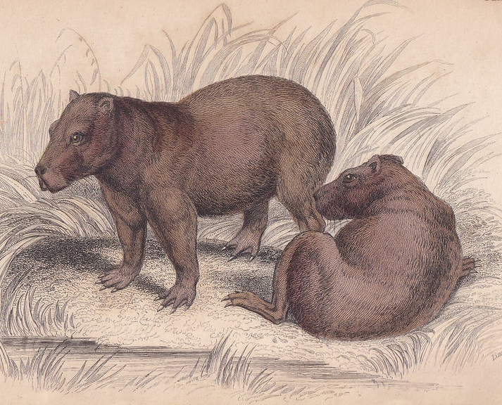 1843 CAPYBARA Print - Antique Hand-Coloured Wall Art - 4.15 x 6.7 Inches