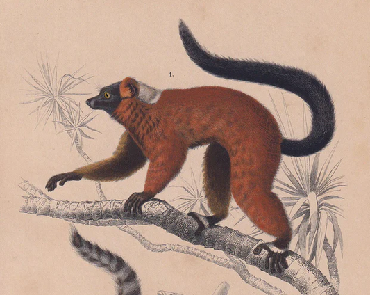 1861 RED LEMUR & Ring-Tailed Lemur Print - Hand-Coloured Antique - Orbigny - Animal Wall Art Gift Decor - 19th Century - 5.75 x 9.75 Inches