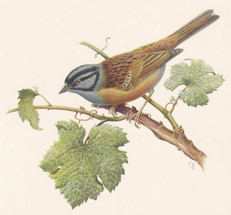 1960 ROCK BUNTING Print - Vintage Bird Print - Bird Illustration - Bird Wall Art - Bird Decor - 7.5 x 10.6 Inches