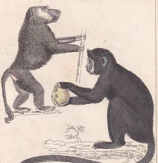 1834 CHACMA BABOON, CAPUCHIN, & Red-Tailed Monkey Print - Hand-Coloured Antique - Cuvier - Animal Wall Art - Gift Decor - 5.3 x 8.2 Inches