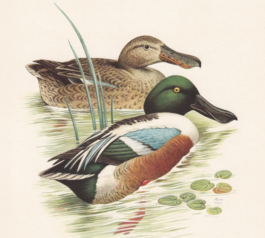 1960 NORTHERN SHOVELER DUCK Bird Print - Vintage Bird Print - Bird Illustration - Bird Wall Art - Bird Decor - 7.5 x 10.6 Inches