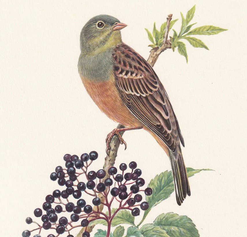1960 ORTOLAN BUNTING Print - Vintage Bird Print - Bird Illustration - Bird Wall Art - Bird Decor - 7.5 x 10.6 Inches
