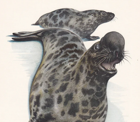 1960 HOODED SEAL Print - Vintage Animal Wall Art - 7.5 x 10.6 Inches