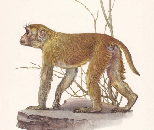 1960 RHESUS MACAQUE Print - Vintage Animal Wall Art - Apes & Monkeys Print - 7.5 x 10.6 Inches