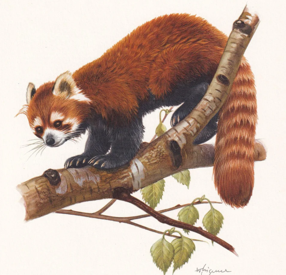 1960 RED PANDA Print - Vintage Animal Wall Art - 7.5 x 10.6 Inches