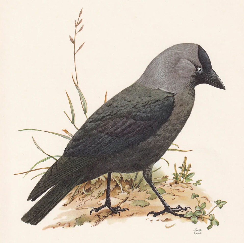 1960 WESTERN JACKDAW Bird Print - Vintage Bird Print - Bird Illustration - Bird Wall Art - Bird Decor - 7.5 x 10.6 Inches