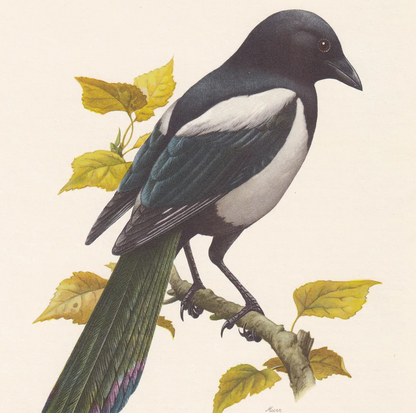 1960  MAGPIE Bird Print - Vintage Bird Print - Bird Illustration - Bird Wall Art - Bird Decor - 7.5 x 10.6 Inches