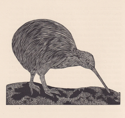 1929 KIWI BIRD Print Wood Engraving - Bird Wall Art - Bird Wood Engraving - Antique Animal Print - 95 Years Old - 7.15 x 7.75 Inches