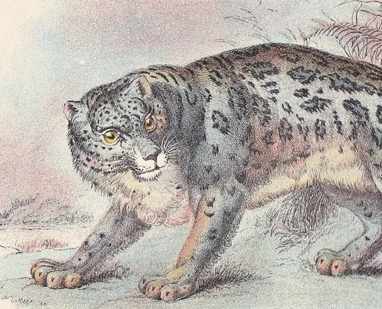 1896 SNOW LEOPARD Print - Big Cats Print - Carnivora Print - Natural History - Original Antique Print - Over 125 Years Old