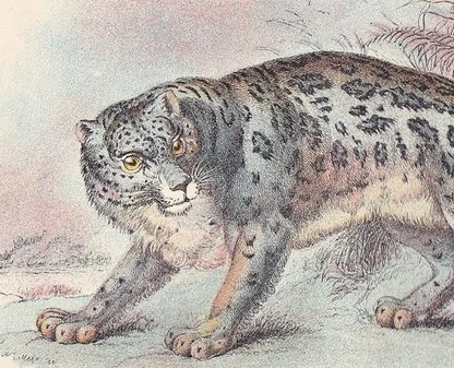 1896 SNOW LEOPARD Print - Big Cats Print - Carnivora Print - Natural History - Original Antique Print - Over 125 Years Old
