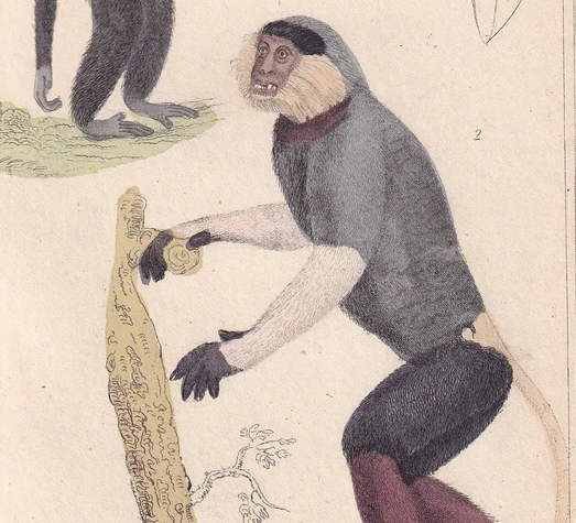 1834 SIAMANG GIBBON & Red-Shanked Douc Print - Hand-Coloured Antique - Cuvier - Animal Wall Art - Gift Decor - Monkey - 5.3 x 8.2 Inches