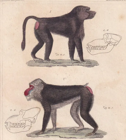 1834 BABOON, MANDRIL & Red Howler Monkey Print - Hand-Coloured Antique Print - Cuvier - Animal Wall Art - Gift Decor - 5.3 x 8.2 Inches