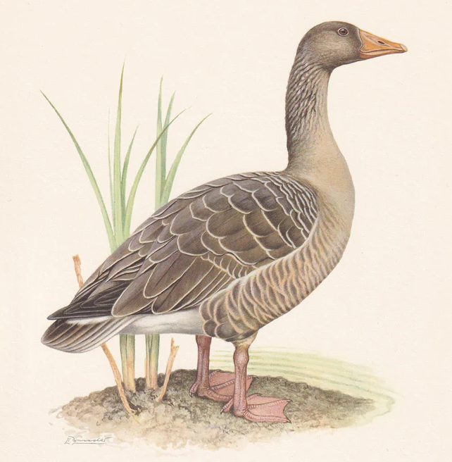 1960 GREYLAG GOOSE Bird Print - Vintage Bird Print - Bird Illustration - Bird Wall Art - Bird Decor - 7.5 x 10.6 Inches