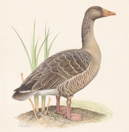 1960 GREYLAG GOOSE Bird Print - Vintage Bird Print - Bird Illustration - Bird Wall Art - Bird Decor - 7.5 x 10.6 Inches