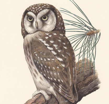 1960 BOREAL OWL Bird Print - Vintage Bird Print - Bird Illustration - Bird Wall Art - Bird Decor - 7.5 x 10.6 Inches