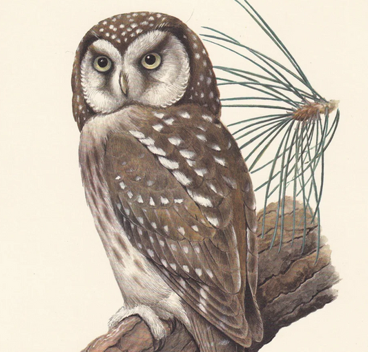 1960 BOREAL OWL Bird Print - Vintage Bird Print - Bird Illustration - Bird Wall Art - Bird Decor - 7.5 x 10.6 Inches