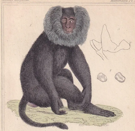 1834 LION-TAILED MACAQUE & Bald Saki Monkey Print - Hand-Coloured Antique Print - Cuvier - Animal Wall Art - Gift Decor - 5.3 x 8.2 Inches